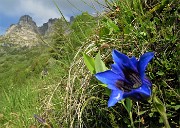 14 Genziana di Clusius (Gentiana clusii)